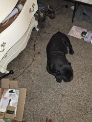 Lost Male Dog last seen 19th twinberry, Rio Rancho, NM 87144
