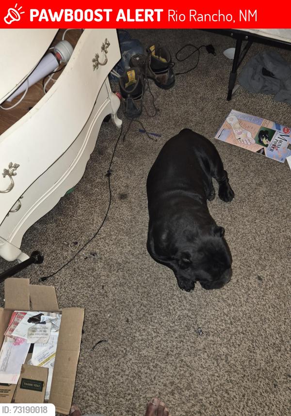 Lost Male Dog last seen 19th twinberry, Rio Rancho, NM 87144