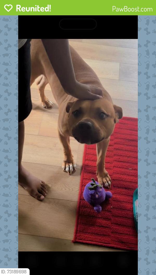Reunited Male Dog last seen High Point, NC, USA, High Point, NC 27262