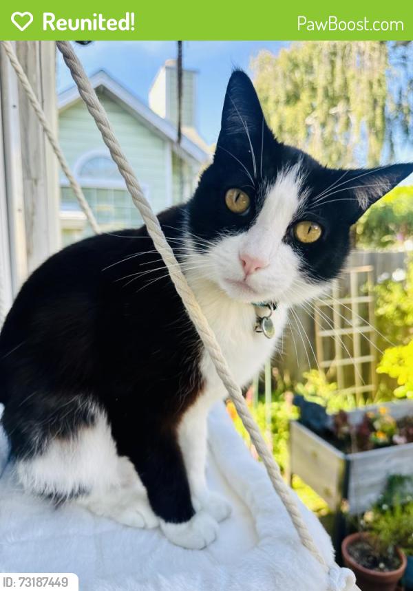 Reunited Male Cat last seen Madison & Solano, Albany, CA 94706