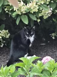 Found/Stray Unknown Cat last seen Broadway/Charles, Rockford, IL 61108
