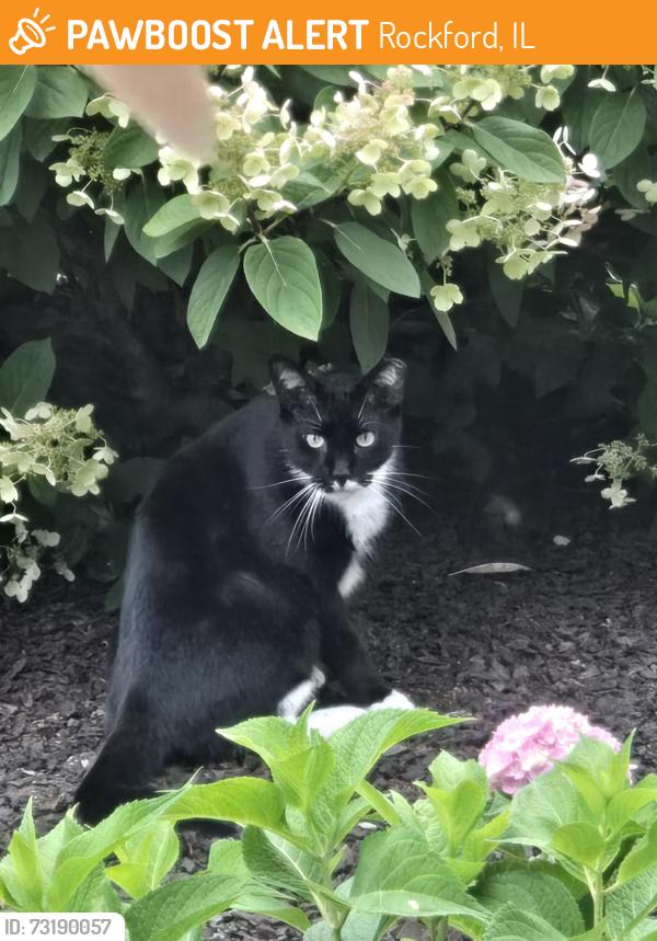 Found/Stray Unknown Cat last seen Broadway/Charles, Rockford, IL 61108