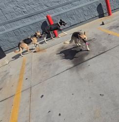 Found/Stray Unknown Dog last seen Across the street from Raceway., Harvey, LA 70058