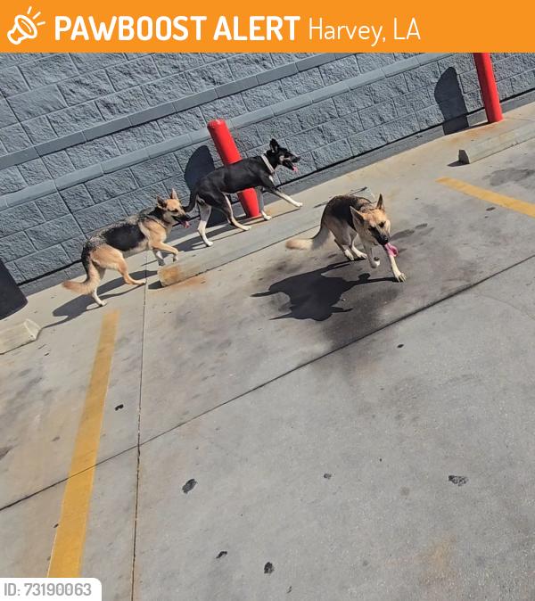 Found/Stray Unknown Dog last seen Across the street from Raceway., Harvey, LA 70058