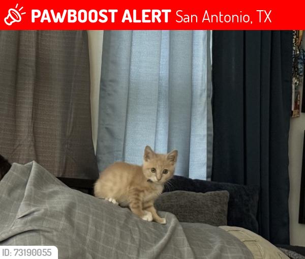 Lost Male Cat last seen Micron and Ingram Rd., San Antonio, TX 78251