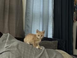 Lost Male Cat last seen Micron and Ingram Rd., San Antonio, TX 78251