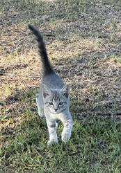 Found/Stray Unknown Cat last seen Near Grocery Barn on Highway 13, Godwin, NC 28344