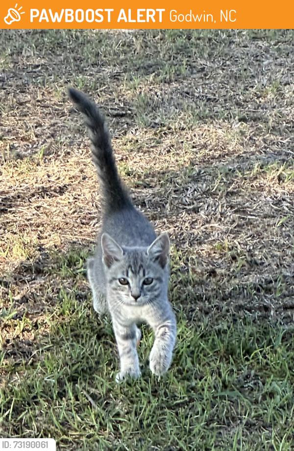 Found/Stray Unknown Cat last seen Near Grocery Barn on Highway 13, Godwin, NC 28344