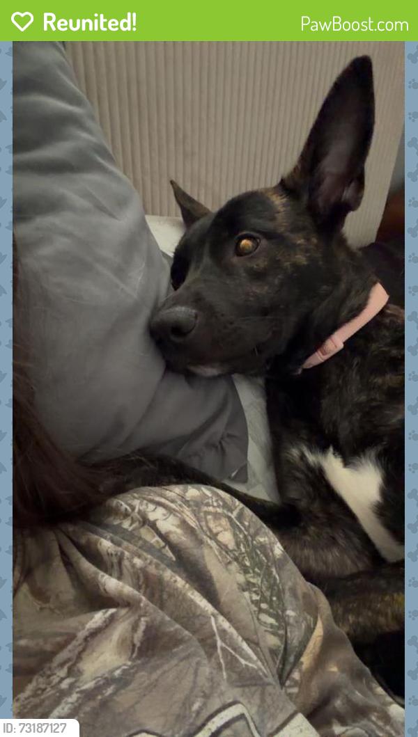 Reunited Female Dog last seen Sunrise and Virginia ave, Fort Pierce, FL 34950