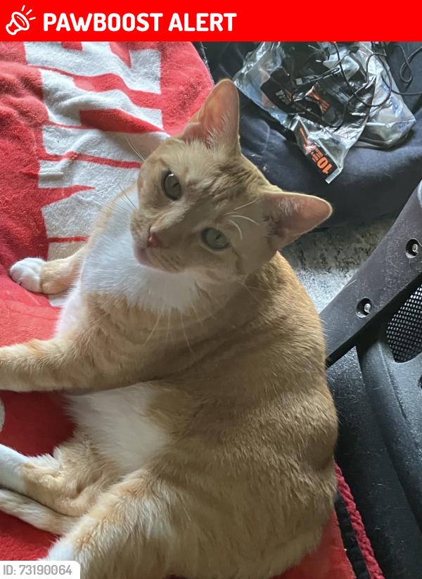 Lost Female Cat last seen Fort Drum Court, World Golf Village, FL 32092