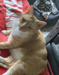 Lost Female Cat last seen Fort Drum Court, World Golf Village, FL 32092
