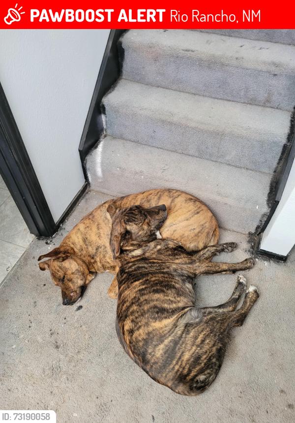 Lost Male Dog last seen Near twinberry dr ne, Rio Rancho, NM 87144