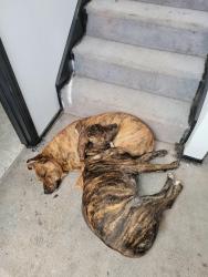Lost Male Dog last seen Near twinberry dr ne, Rio Rancho, NM 87144