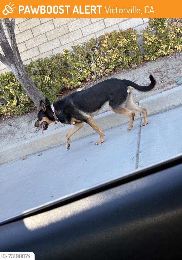 Found/Stray Unknown Dog last seen Squirrel ln, Victorville, CA 92394