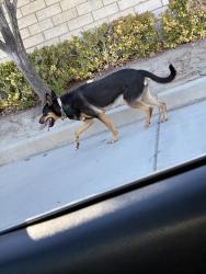 Found/Stray Unknown Dog last seen Squirrel ln, Victorville, CA 92394