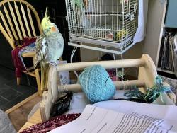 Lost Unknown Bird last seen ithaca drive, Boulder, CO 80305