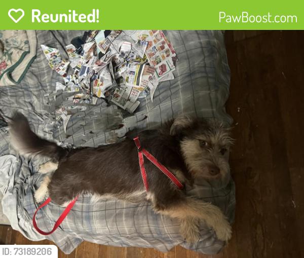 Reunited Female Dog last seen South Houston Ave and Queens, Pasadena, TX 77502
