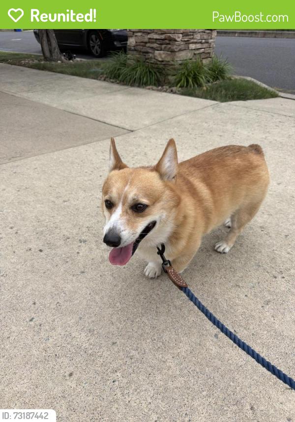 Reunited Male Dog last seen Near reynolds ave, Scranton, PA 18504