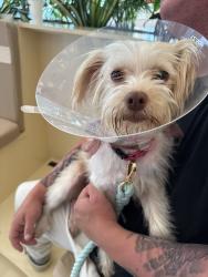 Found/Stray Female Dog last seen Highway 78 and sycamore ave, Escondido, CA 92046