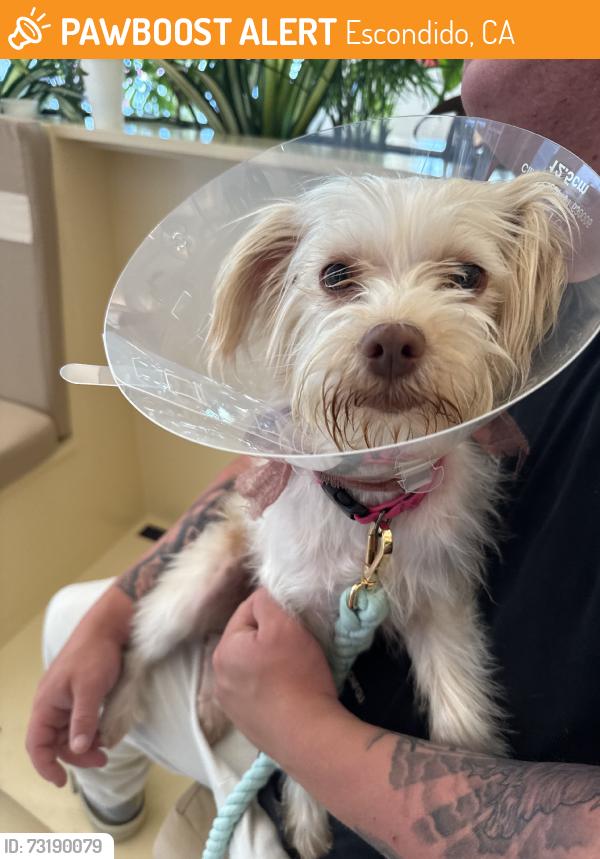 Found/Stray Female Dog last seen Highway 78 and sycamore ave, Escondido, CA 92046