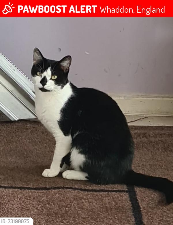 Lost Female Cat last seen Stratford Road, Whaddon, Kingsmead, Oxley, Whaddon, England 