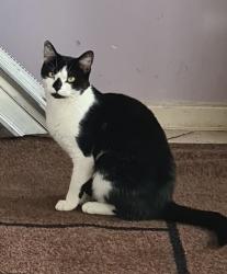 Lost Female Cat last seen Stratford Road, Whaddon, Kingsmead, Oxley, Whaddon, England 