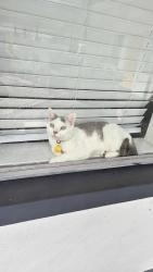 Reunited Male Cat last seen Trinity Presbyterian Church, Clearwater, FL 33765