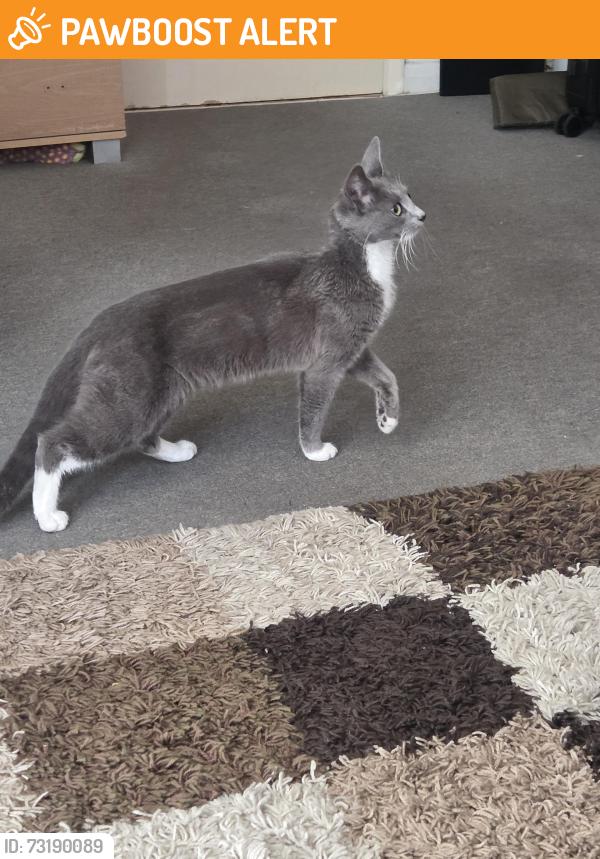 Found/Stray Female Cat last seen Seafront southend, Southend-on-Sea, England SS1 2TL