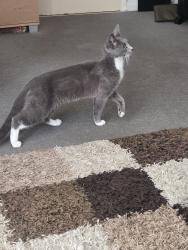 Found/Stray Female Cat last seen Seafront southend, Southend-on-Sea, England SS1 2TL