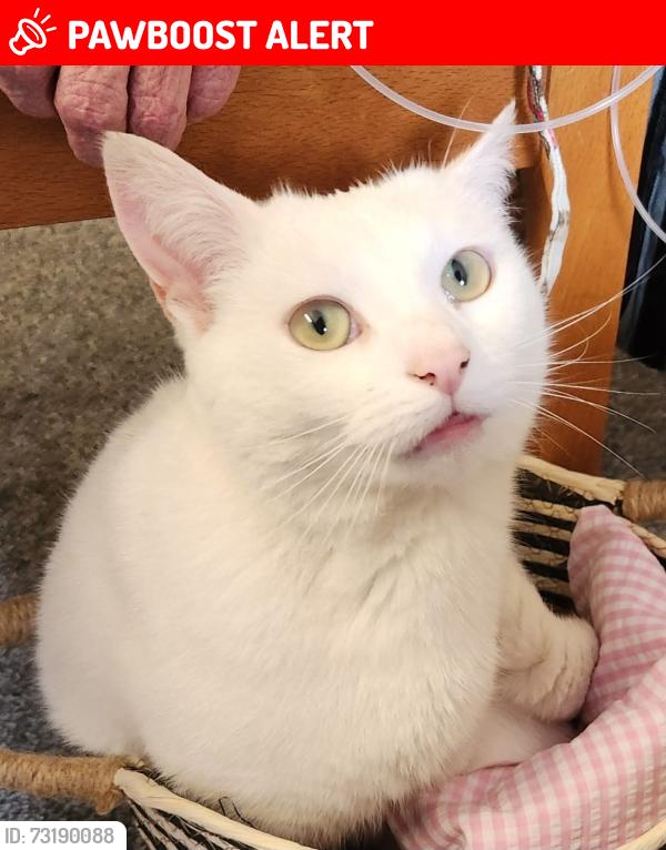 Lost Male Cat last seen Frog lane, Somerset, England BA4 4PP