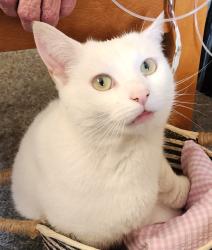 Lost Male Cat last seen Frog lane, Somerset, England BA4 4PP