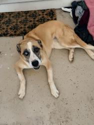Reunited Unknown Dog last seen John Tate and Hicks Farm Rd, Cobb County, GA 30102