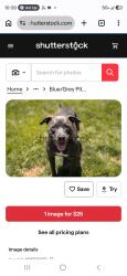 Found/Stray Female Dog last seen Near bush street, Dunmore, PA 18510