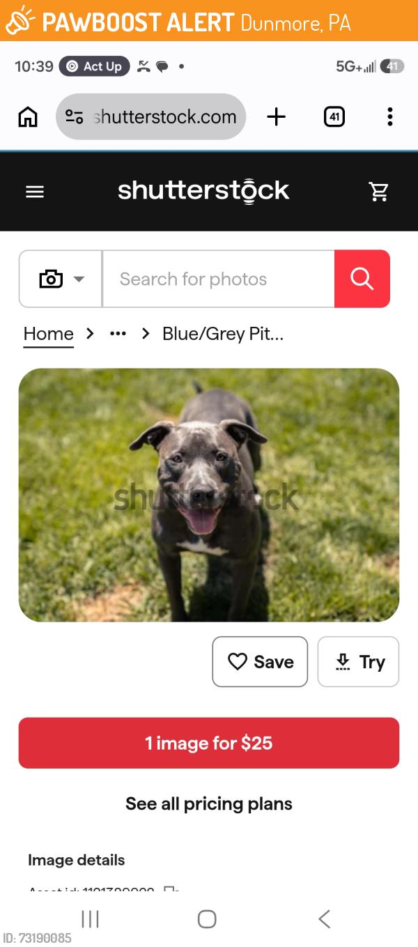 Found/Stray Female Dog last seen Near bush street, Dunmore, PA 18510