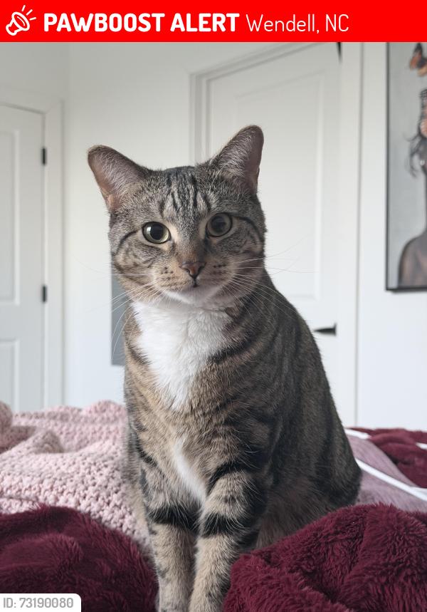 Lost Female Cat last seen Near yellow desert way, Wendell, NC 27591