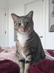 Lost Female Cat last seen Near yellow desert way, Wendell, NC 27591