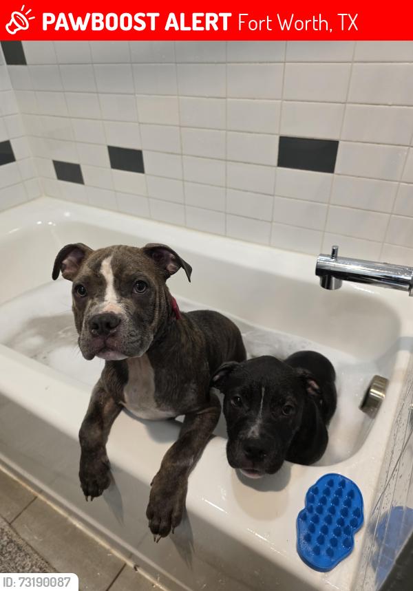 Lost Male Dog last seen Cook lane, Fort Worth, TX 76102