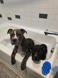 Lost Male Dog last seen Cook lane, Fort Worth, TX 76102