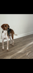 Reunited Male Dog last seen Between Prairie Lakes and Deerwood Acres Neighborhoods off of CR214., St. Augustine, FL 32084