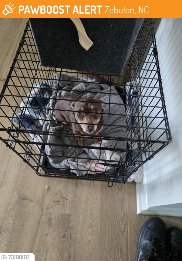 Found/Stray Female Dog last seen Near spellbrook rd Zebulon, Zebulon, NC 27597