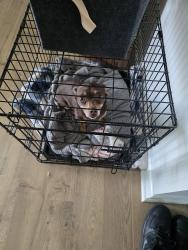 Found/Stray Female Dog last seen Near spellbrook rd Zebulon, Zebulon, NC 27597