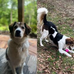 Lost Female Dog last seen Duncan Road, Sudlow Lake, Graniteville, SC 29829