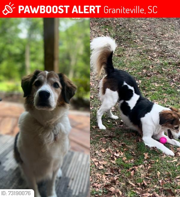 Lost Female Dog last seen Duncan Road, Sudlow Lake, Graniteville, SC 29829