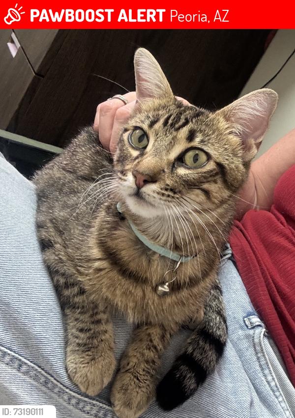 Lost Female Cat last seen Betty elyse and 87th ave, Peoria, AZ 85382