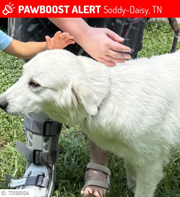 Lost Female Dog last seen Osage and Union Fork Rd, Soddy-Daisy, TN 37379
