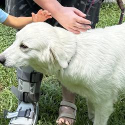 Lost Female Dog last seen Osage and Union Fork Rd, Soddy-Daisy, TN 37379