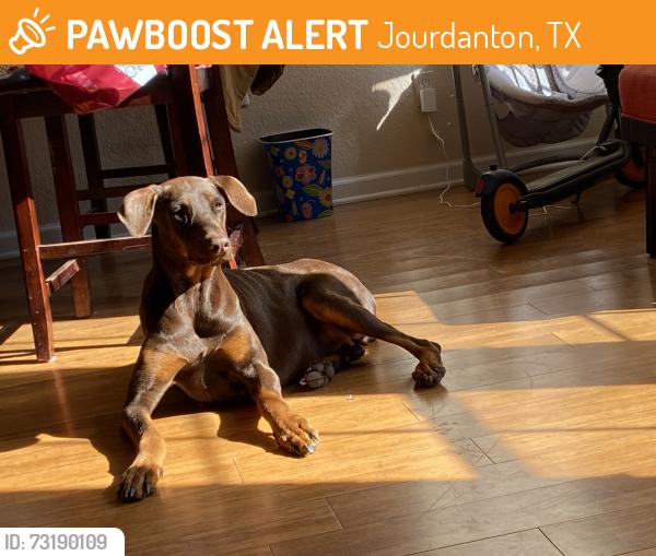 Found/Stray Female Dog last seen by the textbest, Jourdanton, TX 78026