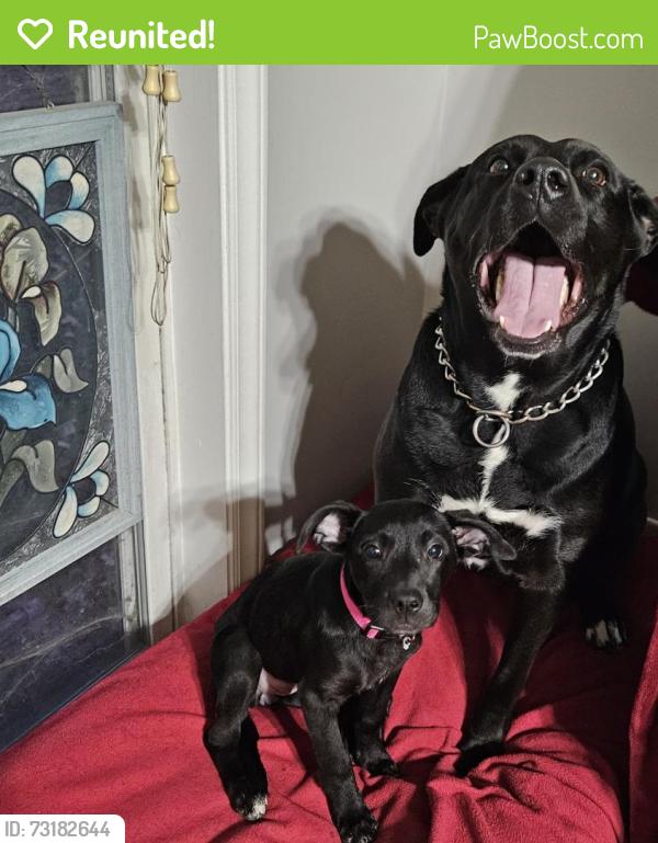 Reunited Female Dog last seen Old pageland marshville road/ Camden Roae, Union County, NC 28174