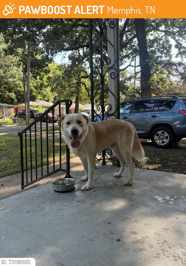 Found/Stray Male Dog last seen Treadwell Park, Memphis, TN 38122