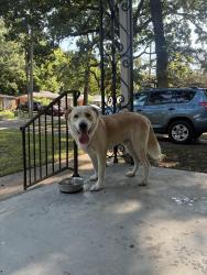 Found/Stray Male Dog last seen Treadwell Park, Memphis, TN 38122